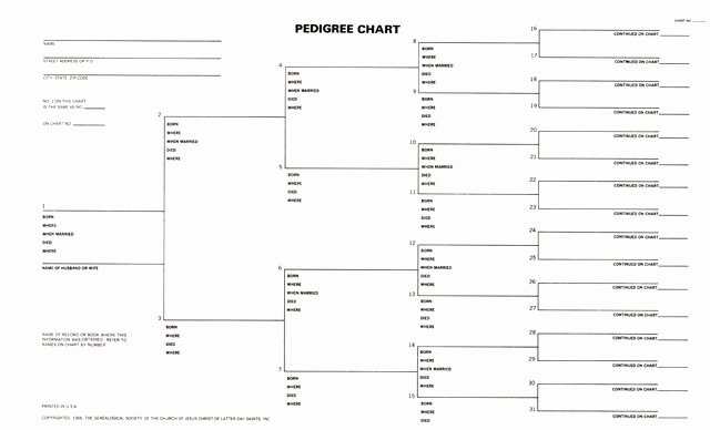4 Generation Pedigree Chart Unique Pedigree Chart 5 Generation Legal Size – Stevenson Genealogy &amp; Copy Center L L C