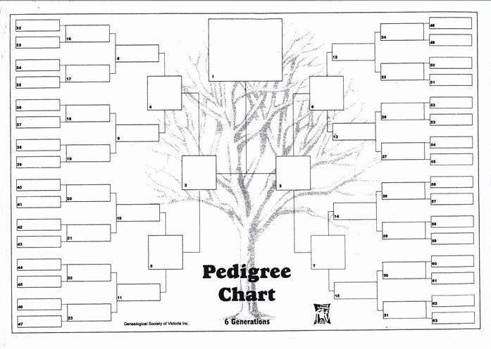 7 Generation Family Tree Template Elegant Free Six Generation Pedigree Chart