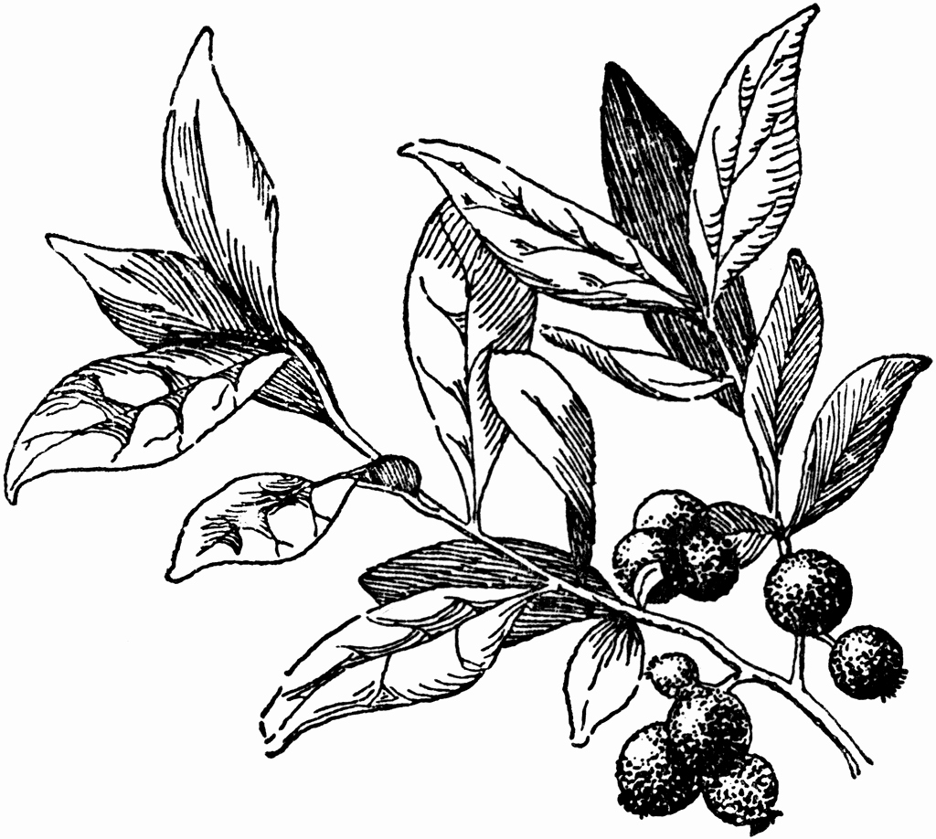 Black and White Drawings Beautiful Huckleberry