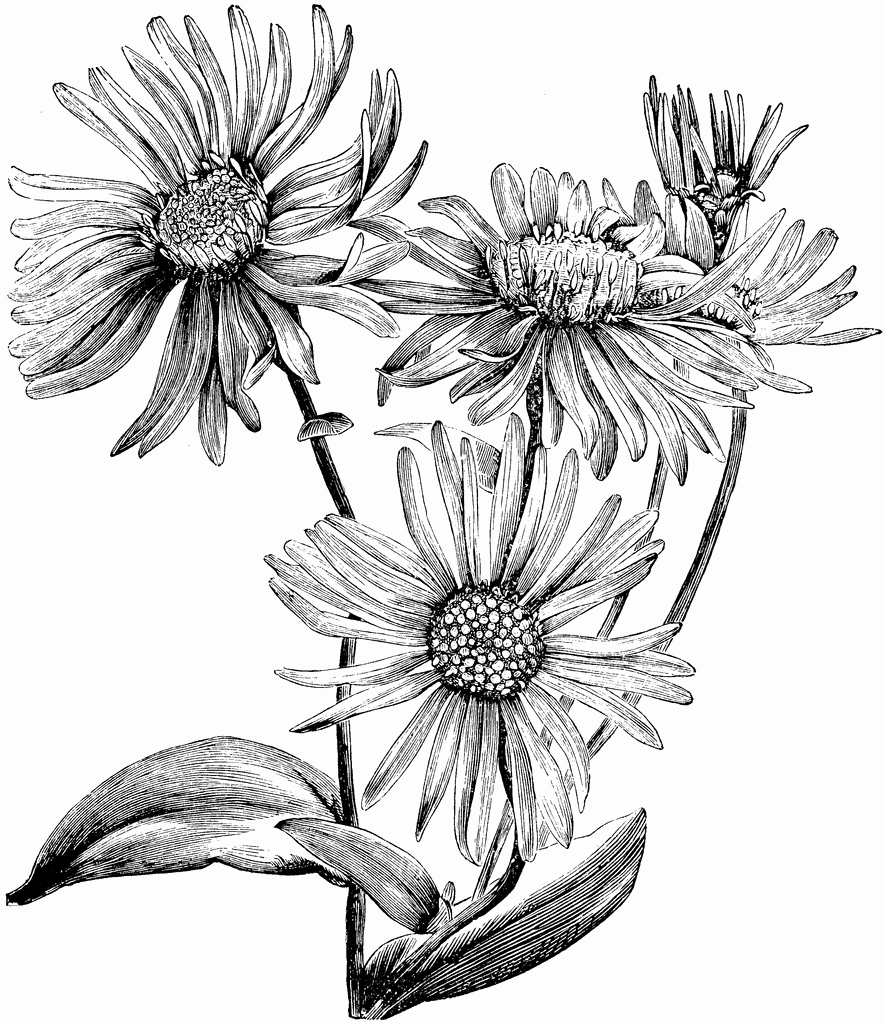 Black and White Flower Drawing Inspirational aster Amellus Bessarabicus