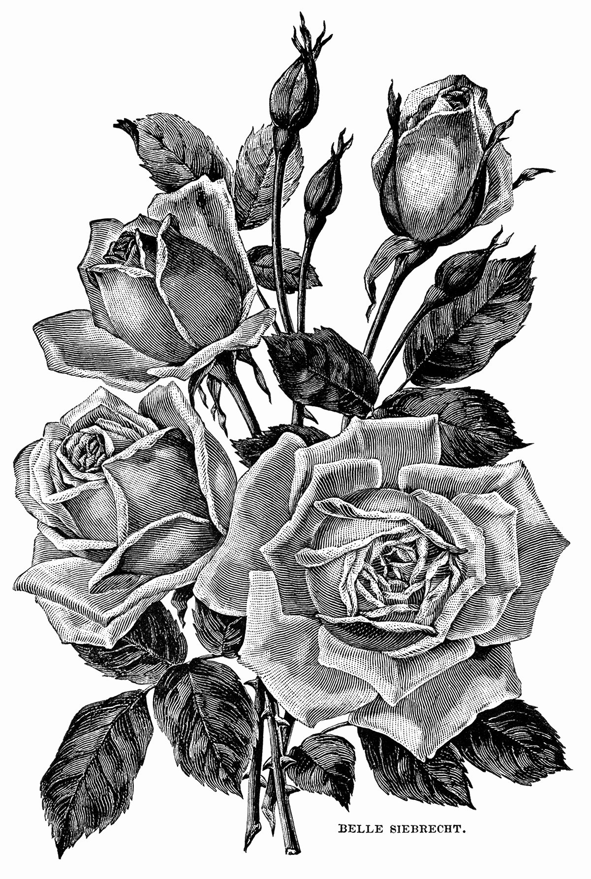 Black and White Flower Drawings Elegant Vintage Roses Garden Catalogue Page and Clip Art Free Graphics Old Design Shop Blog
