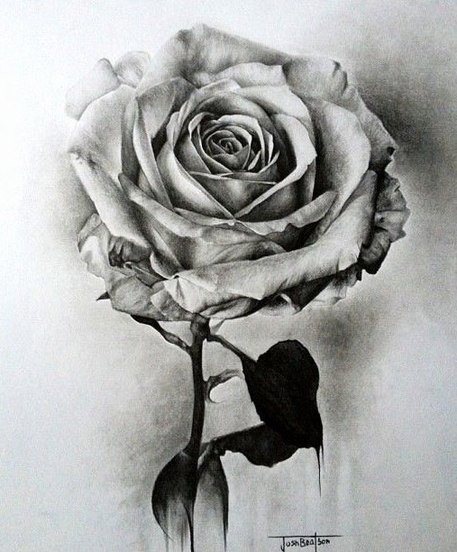 Black and White Flower Drawings Fresh 35 Beautiful Flower Drawings and Realistic Color Pencil Drawings – World Of Arts