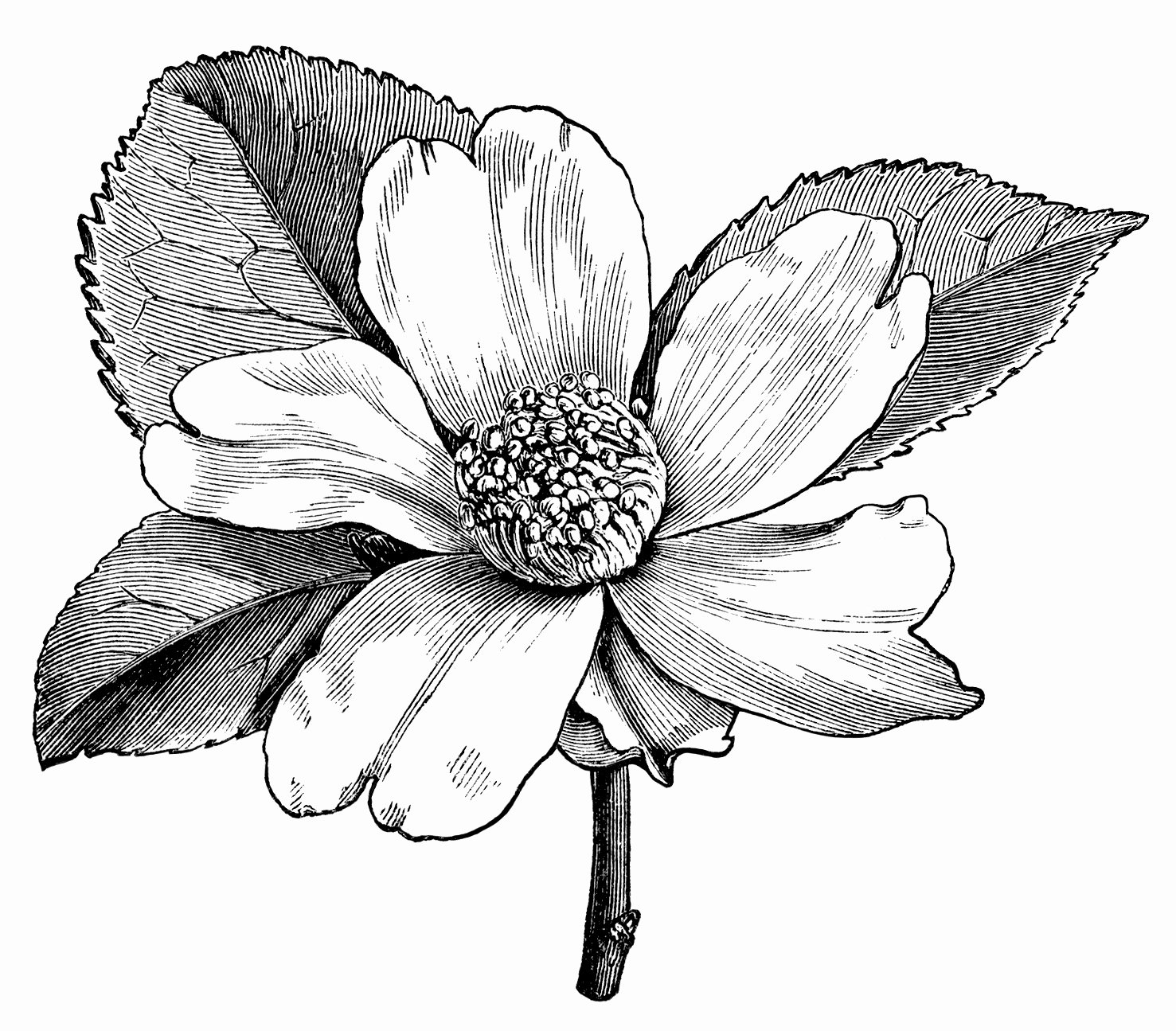 Black and White Flower Drawings Fresh Camellia Oleifera Flower – Free Vintage Clip Art Old Design Shop Blog