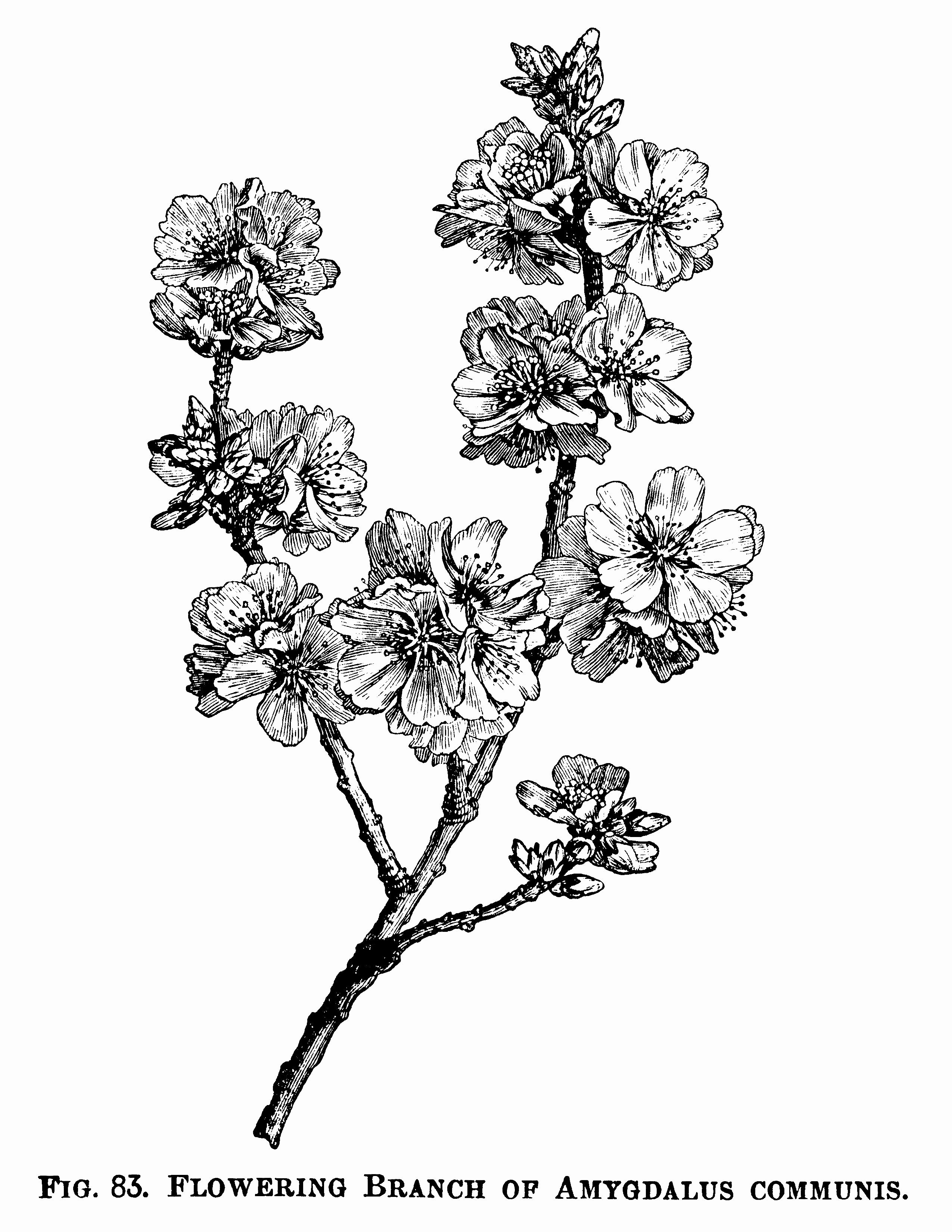 Black and White Flower Drawings Lovely Flowering Almond Branch