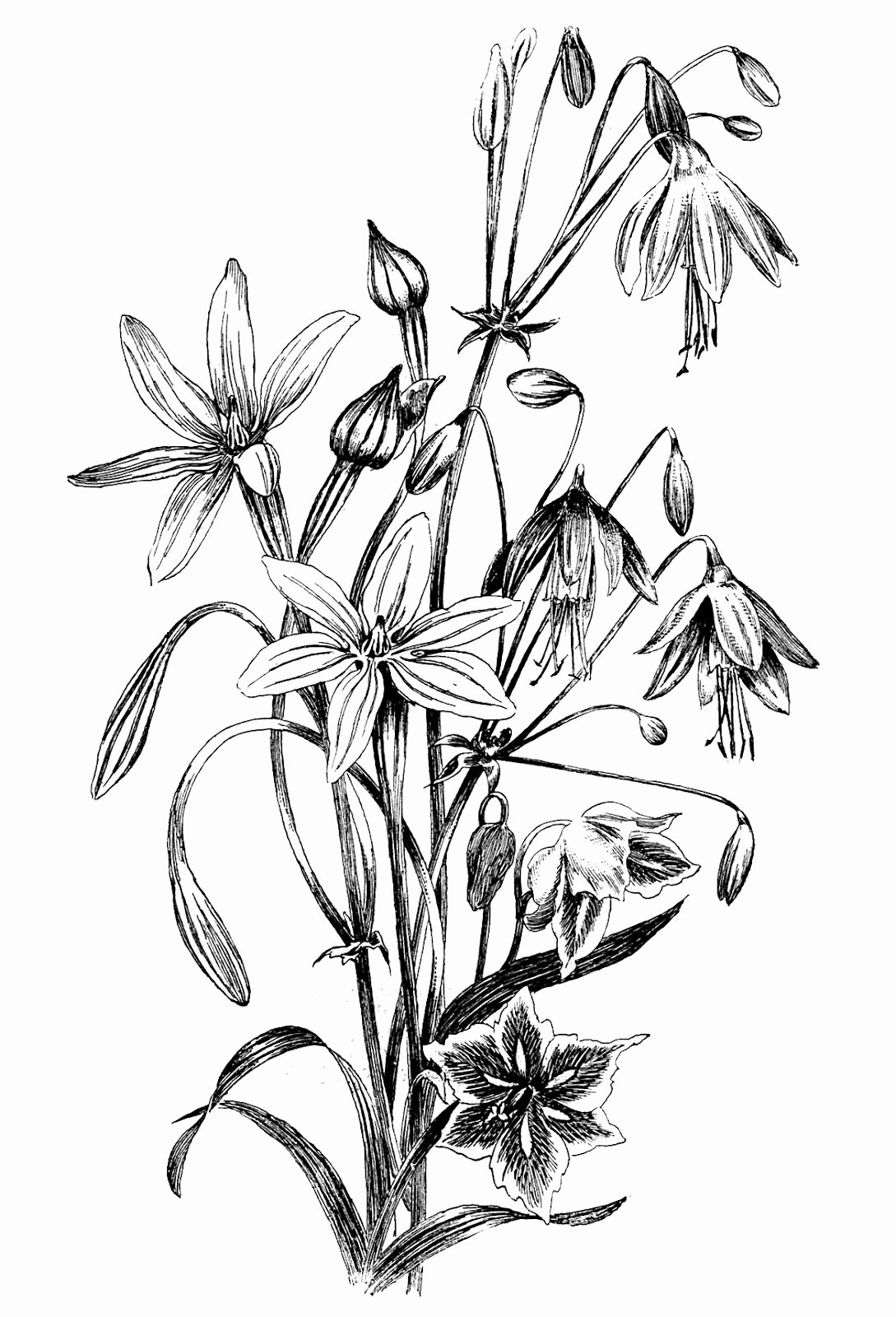 Black and White Flower Drawings Luxury Free Drawings Flowers In Black and White Download Free Clip Art Free Clip Art On Clipart
