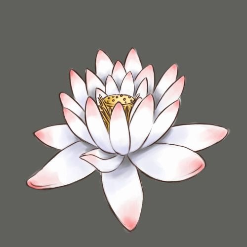 Drawings Of A Flower Luxury Draw A Lotus Flower