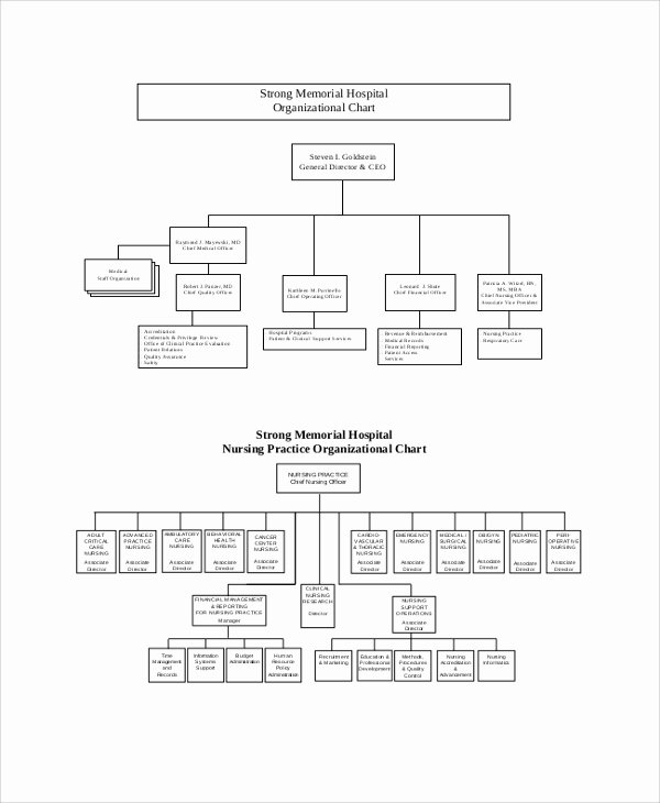 Hospital organizational Chart Examples Lovely Sample organizational Chart 44 Examples In Pdf Ppt Word
