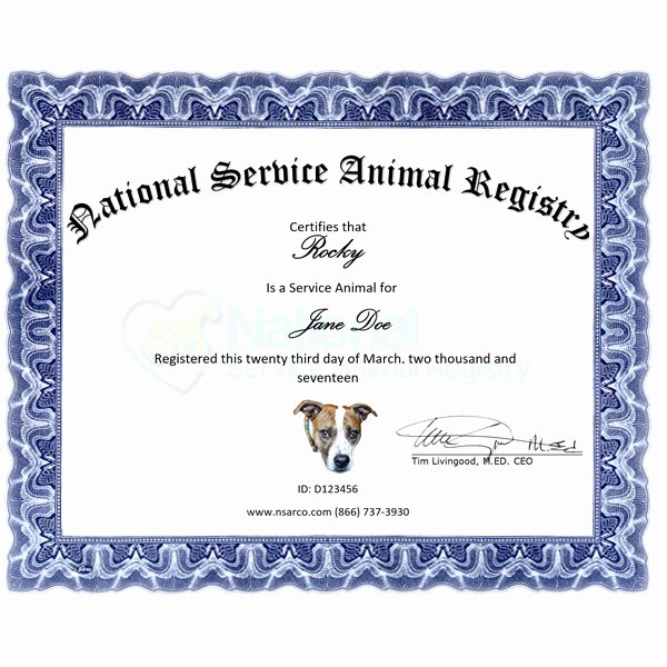 Service Dog Certificate Pdf Lovely Service Dog Registration Kit Options